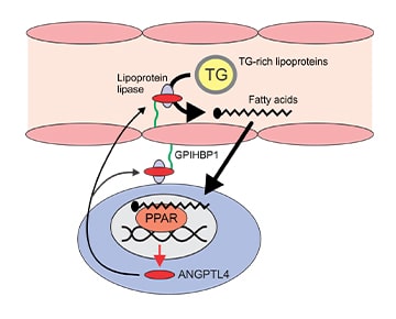 PeakBioMe Everlean How it Works